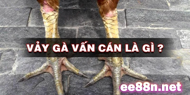 Vảy gà vấn cán: Đặc điểm, cách xem và nhận định